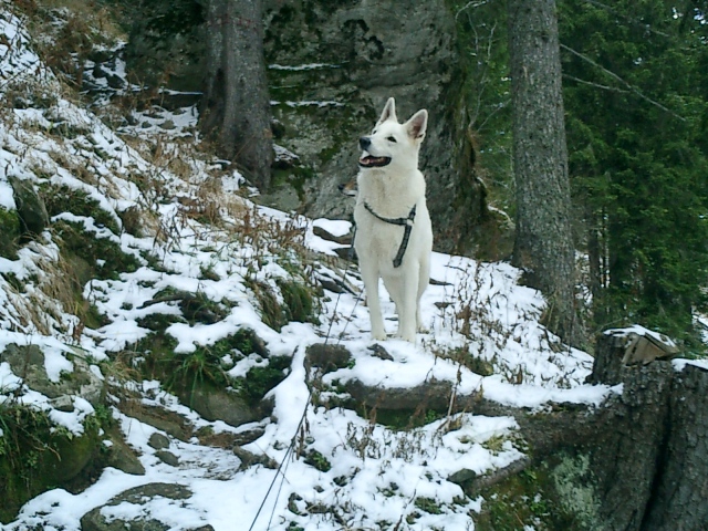Fotos/Nest2004/Vervolg/Cujo/vakantie_2010_zomer_winter_967[1].jpg